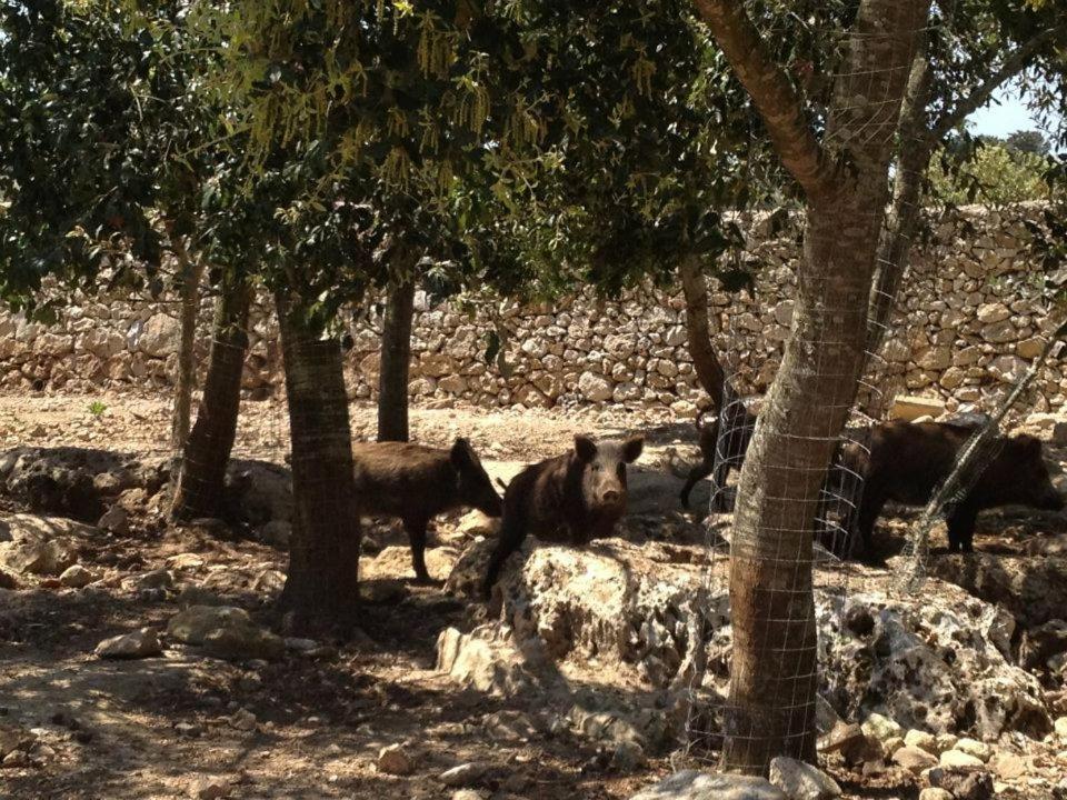 Masseria Autigne Otranto Kültér fotó