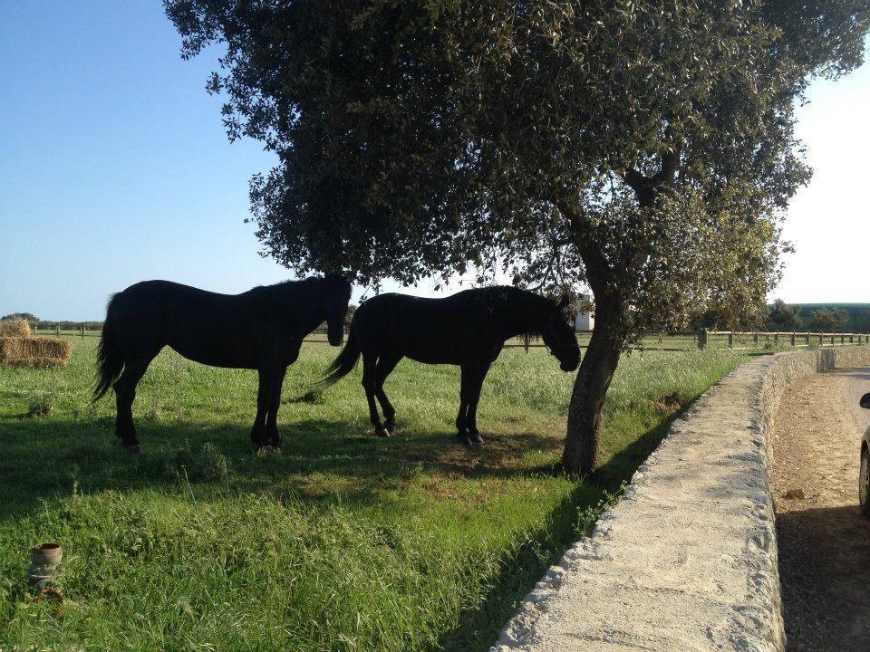 Masseria Autigne Otranto Kültér fotó